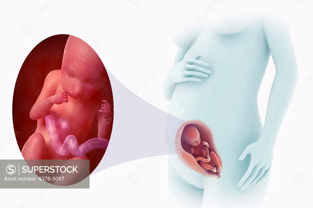 Fetal Development (Week 23)