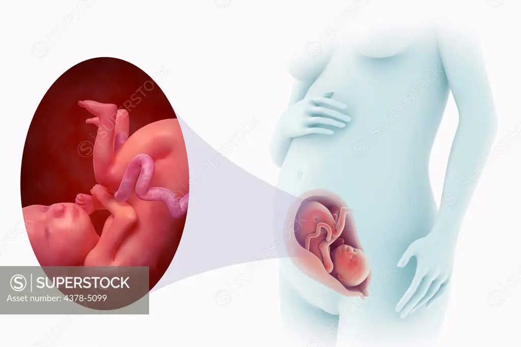 Fetal Development (Week 25)