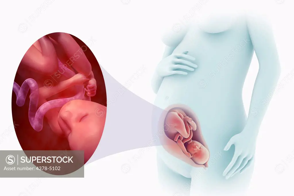 Fetal Development (Week 28)