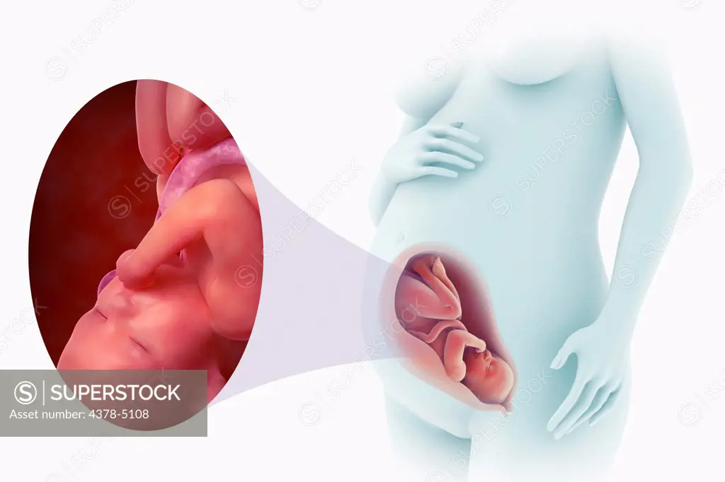 Fetal Development (Week 34)