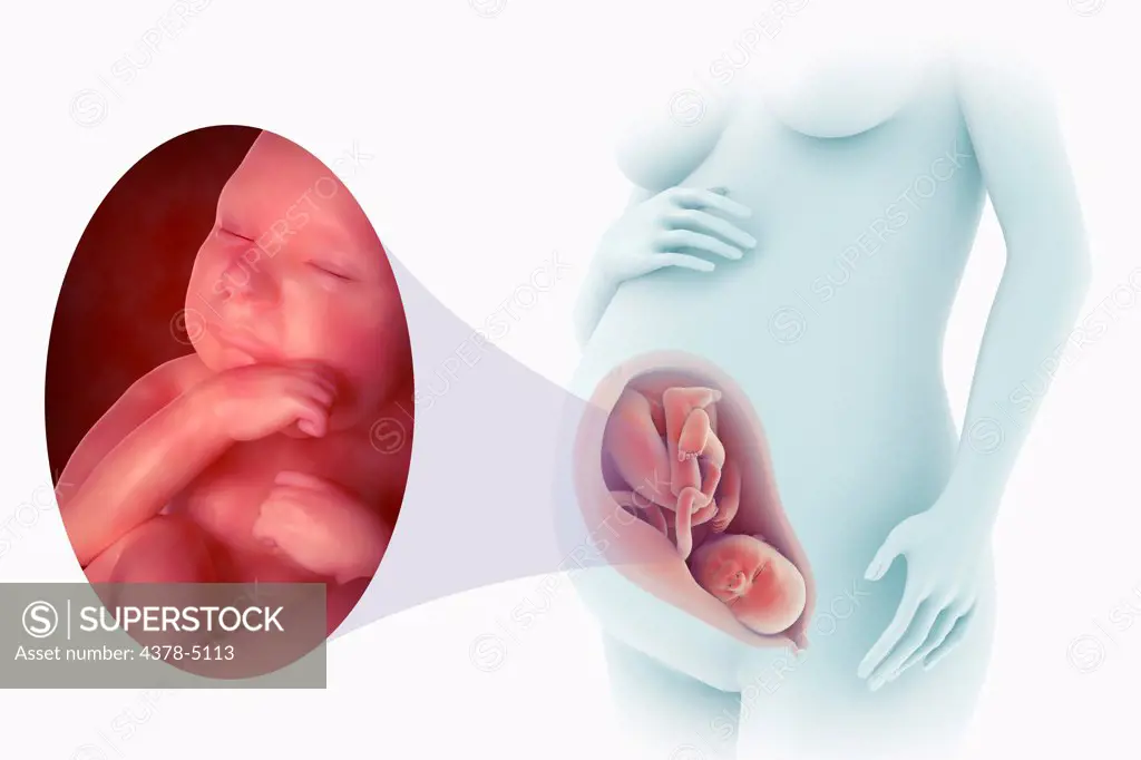 Fetal Development (Week 39)