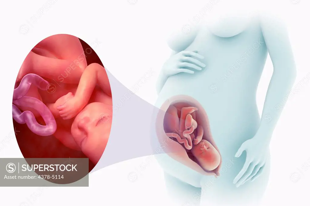 Fetal Development (Week 40)