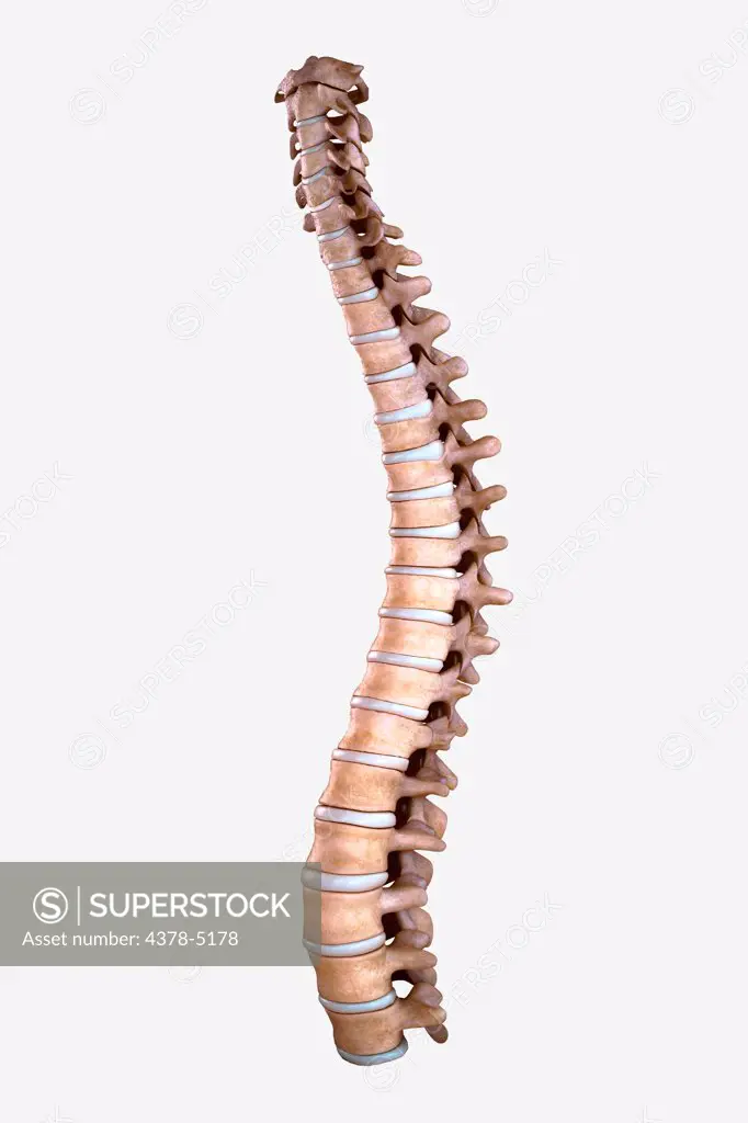 Spinal Bones