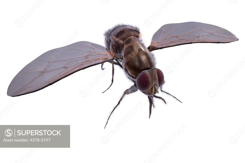 Tsetse Fly