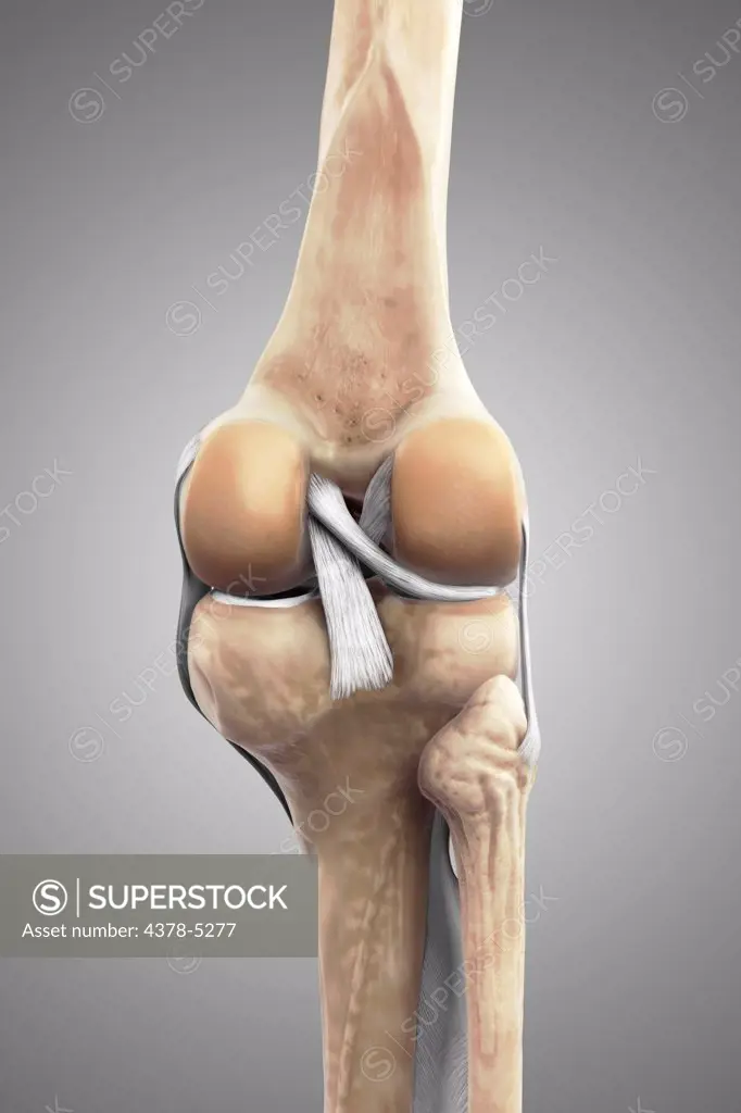 Right Knee Ligaments
