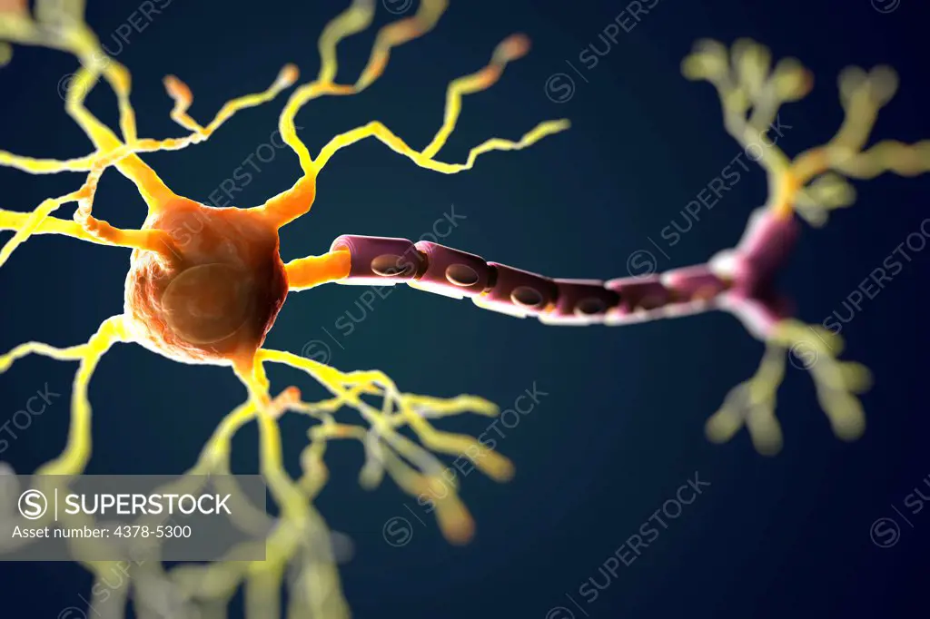 Multipolar Neuron