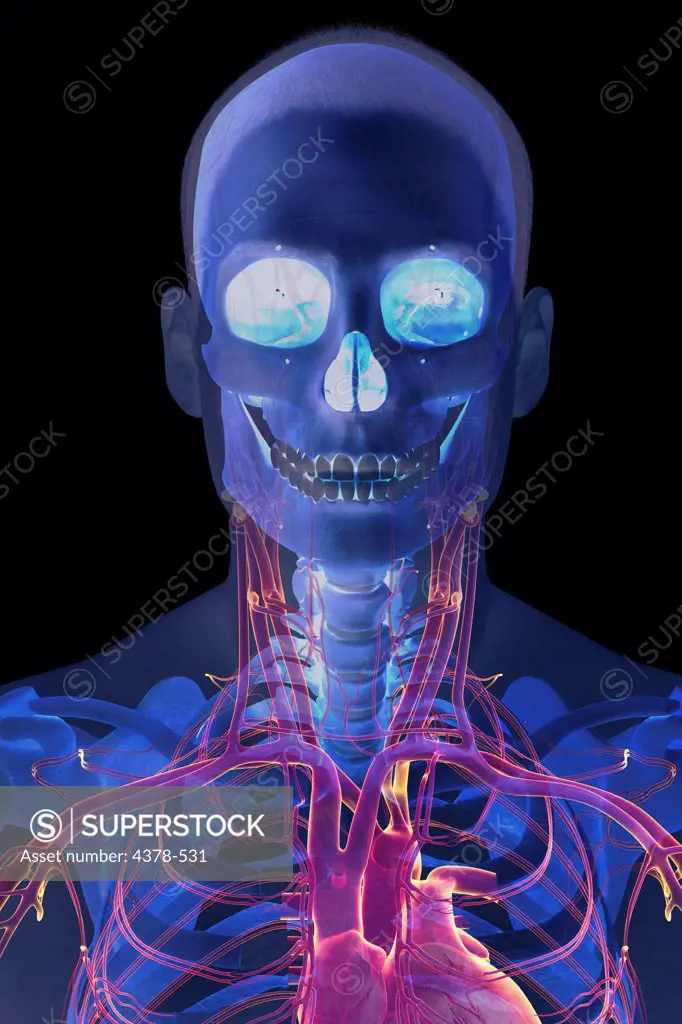 Stylized front view of the head and neck with the bones and major blood vessels visible.