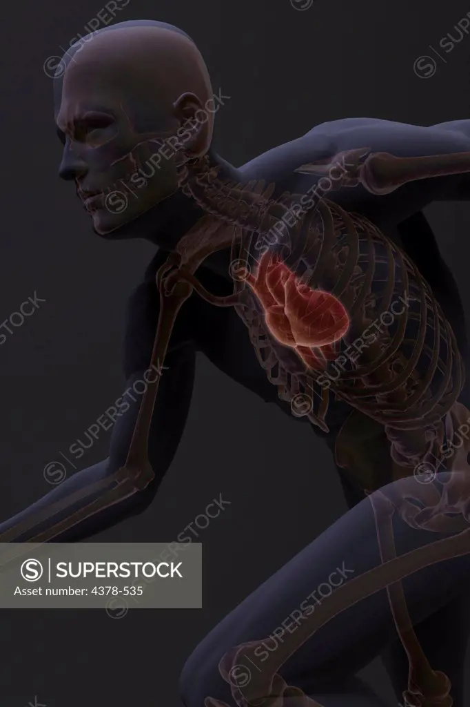 Side view of a male figure running. The heart relative to the skeleton is also present.