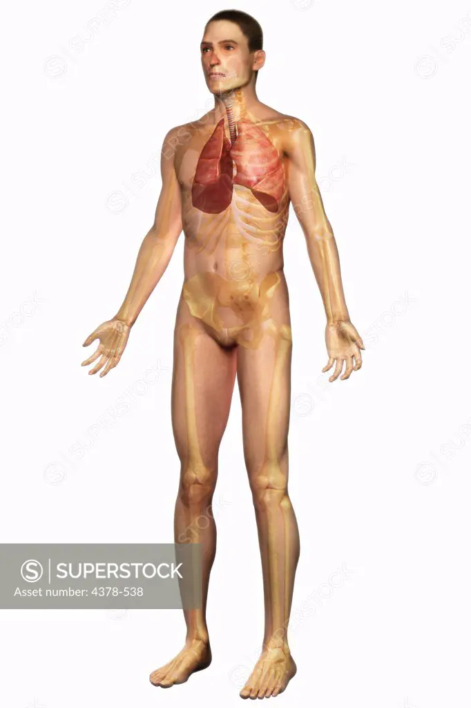 Three-quarter full body view of the male skin, skeleton and respiratory system.