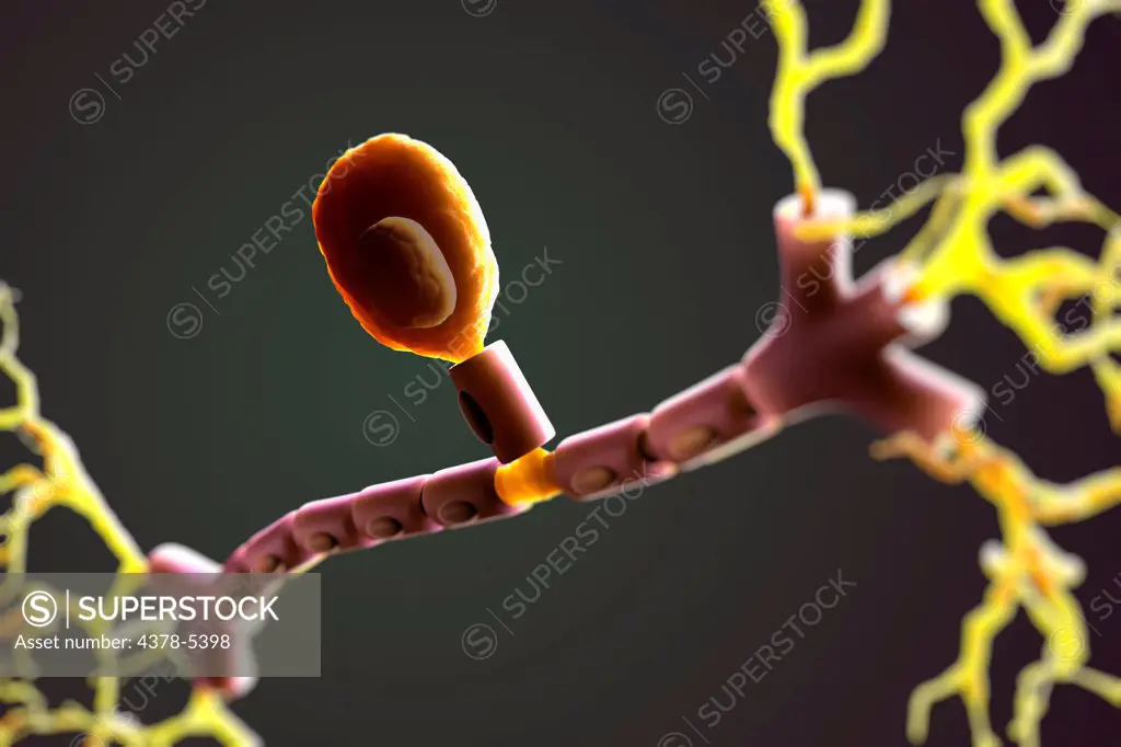 Unipolar Neuron
