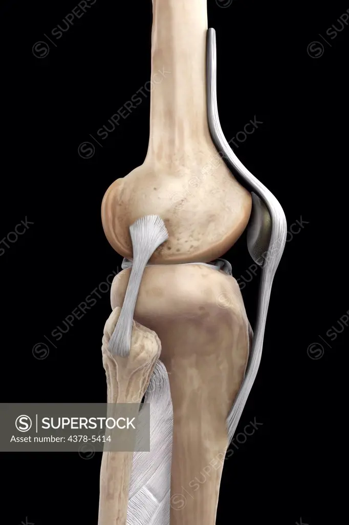 Right Knee Ligaments