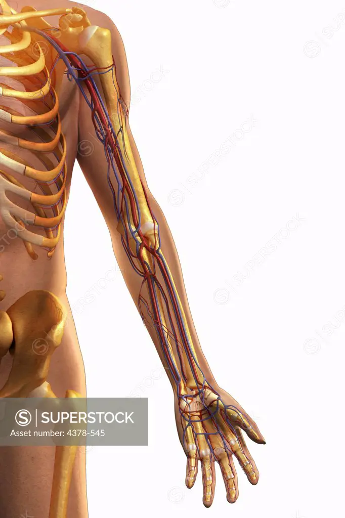 Front view of the left arm showing the major blood vessels relative to the skeleton.