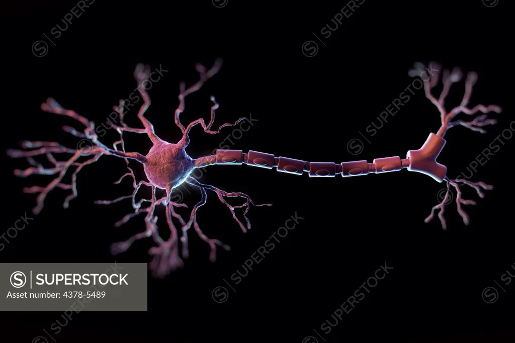 Multipolar Neuron
