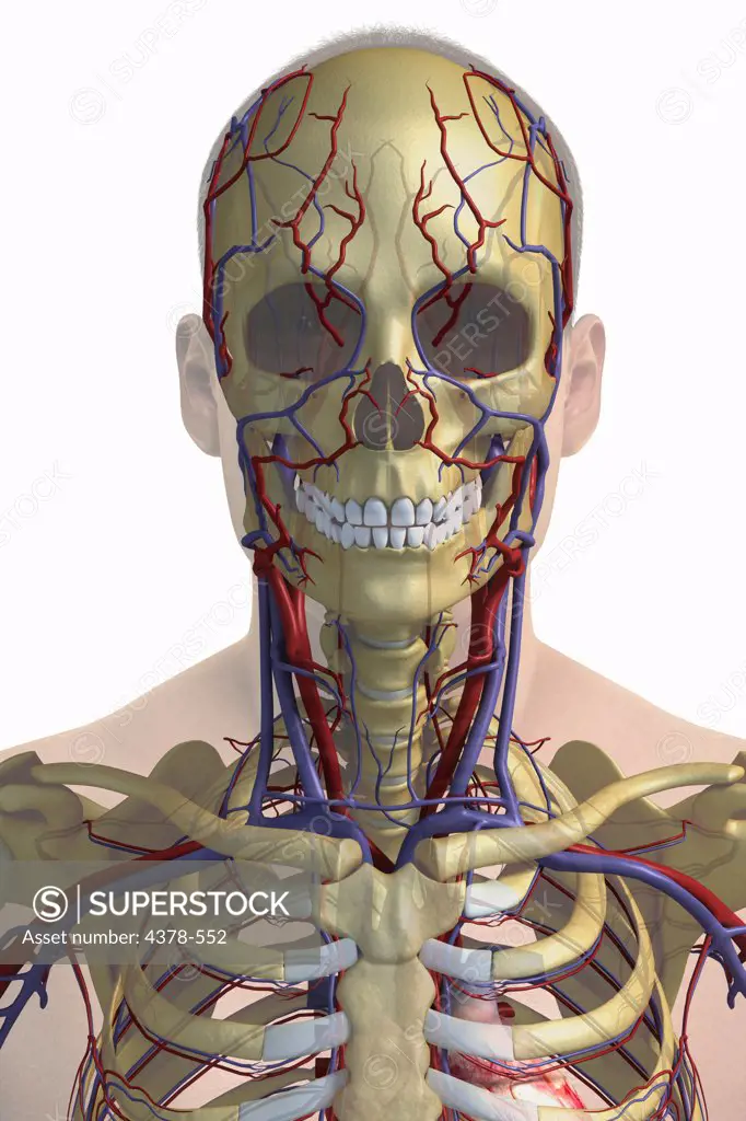 Stylized front view of the head and neck with the bones and major blood vessels visible.