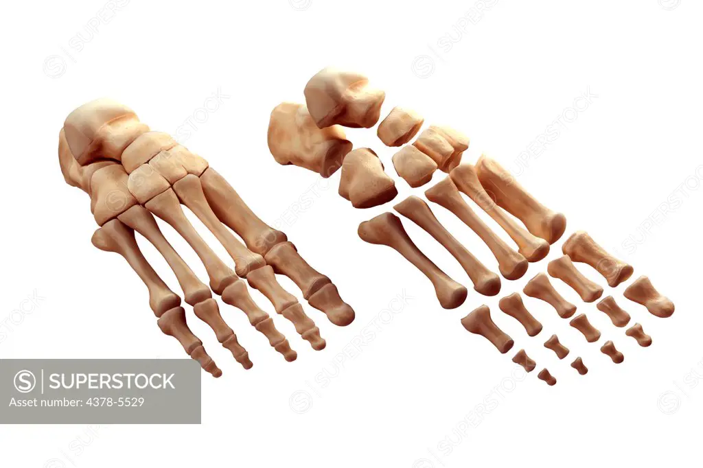 Foot Bones