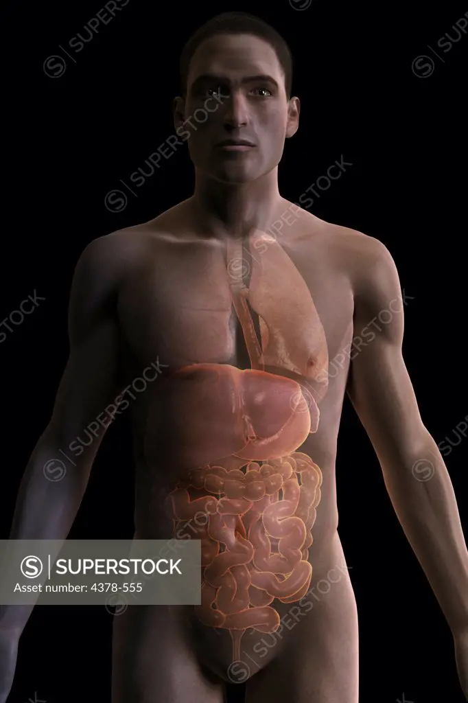 Front stylized view of the male skin, digestive system and lungs.