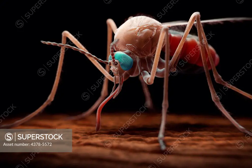 Anopheles Mosquito