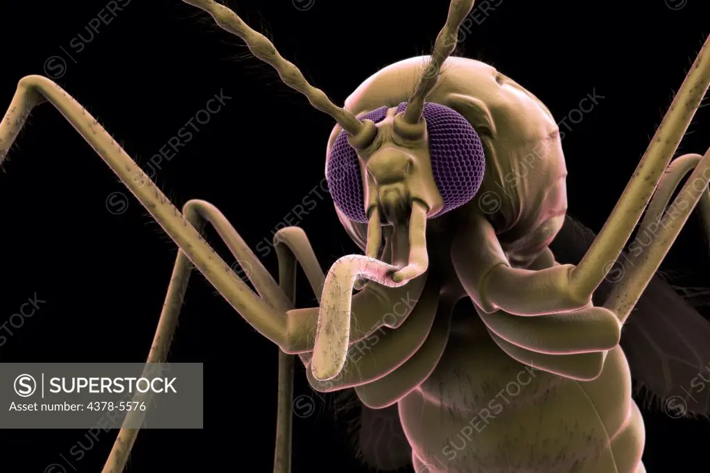 Anopheles Mosquito