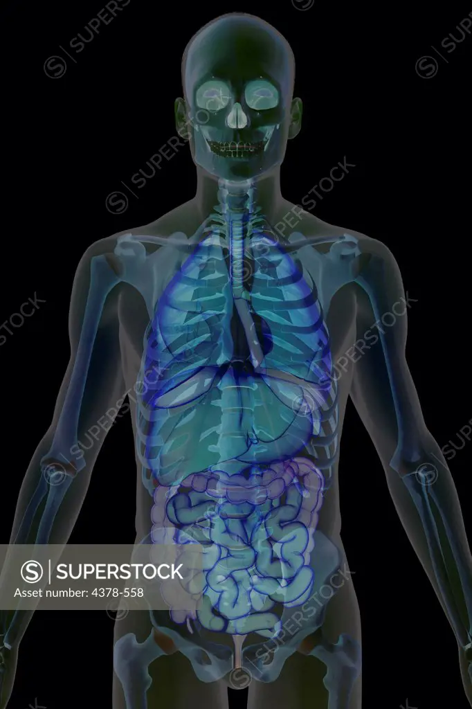 Stylized front view of the bones and internal organs of the upper body.