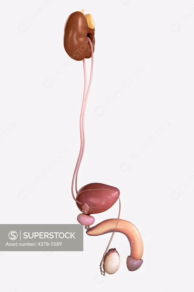 Male Genitourinary System