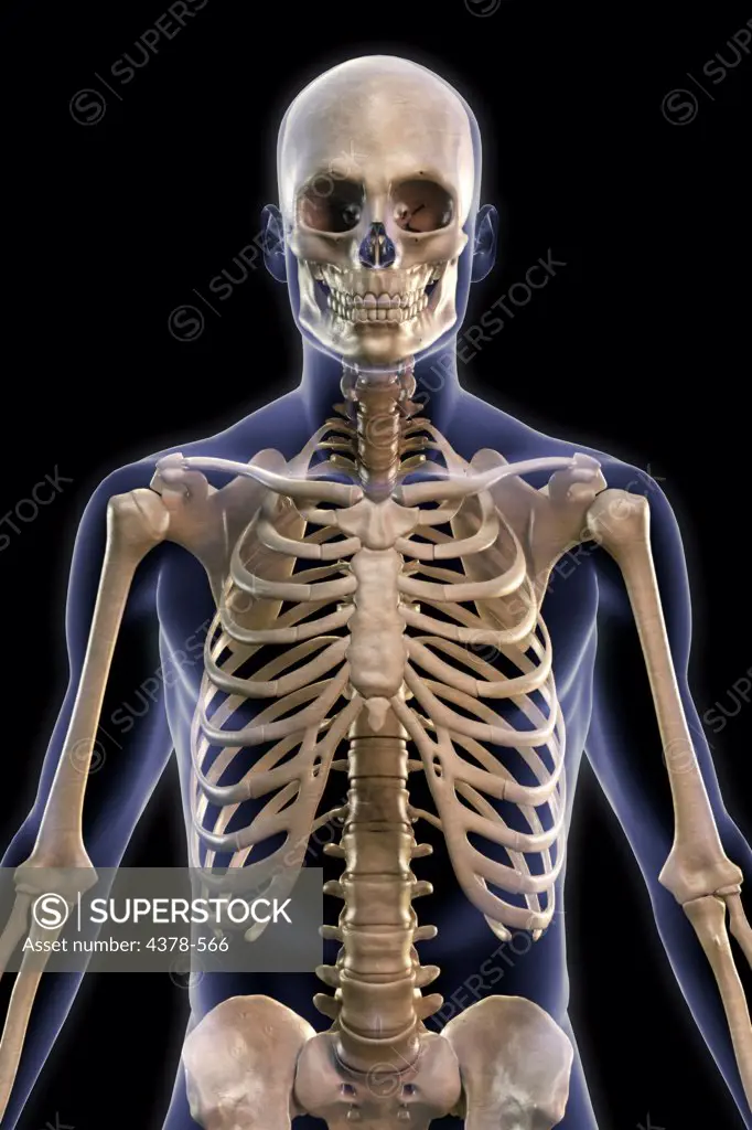 Front view of the bones of the upper body within a transparent male skin.