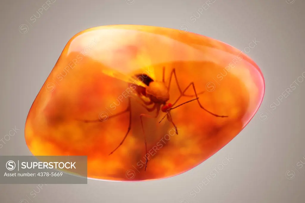 Mosquito in Amber