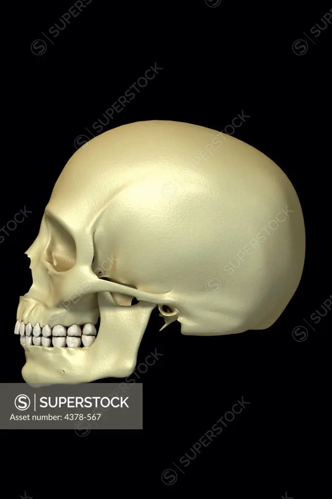 The human skull viewed from the side.