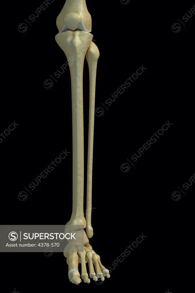 Front view of the bones of the left lower leg.