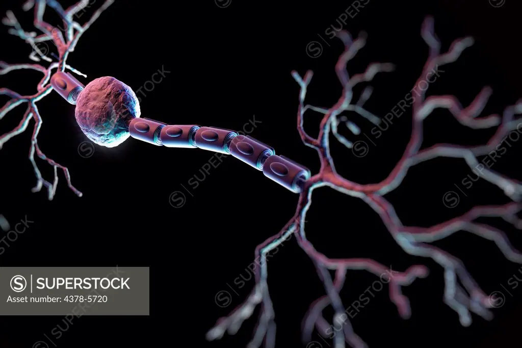 Bipolar Neuron