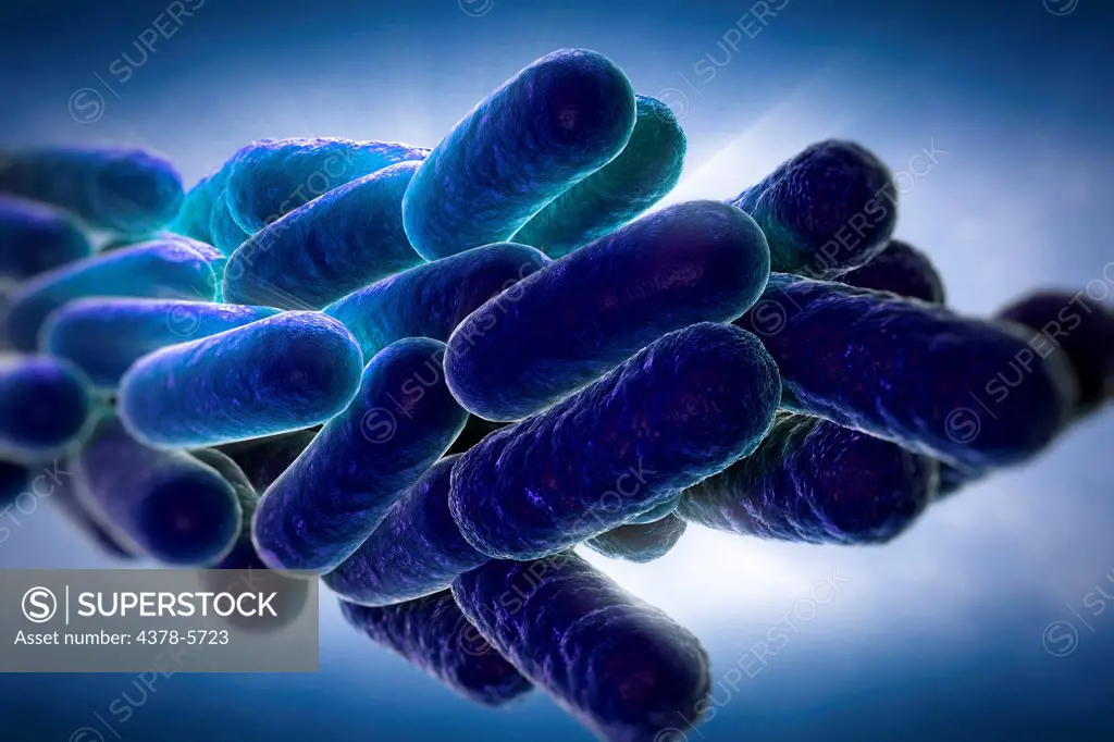 Legionella Pneumophila Bacteria