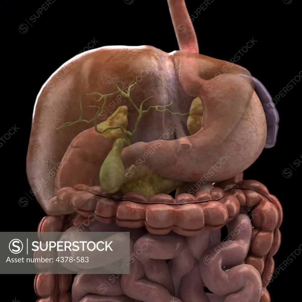 Close-up of the liver which is faded to show the position of the gallbladder relative to the stomach and intestines.