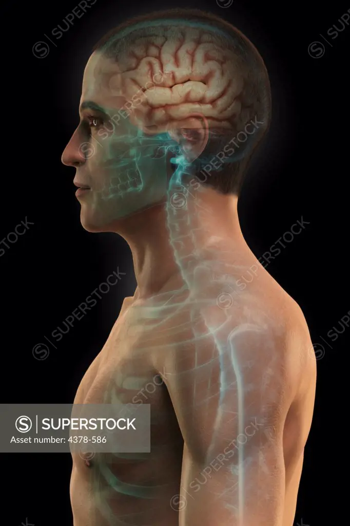 Stylized side view of male skin and X-ray style skeleton with the brain visible within the head.