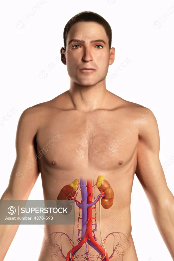 The kidneys and their blood supply within a male figure.