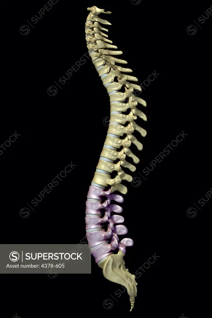 Side view of the human spinal column or spine. The lumbar vertebrae are highlighted.