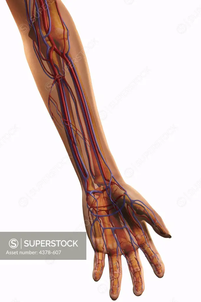 Front view of the left forearm and major blood vessels.