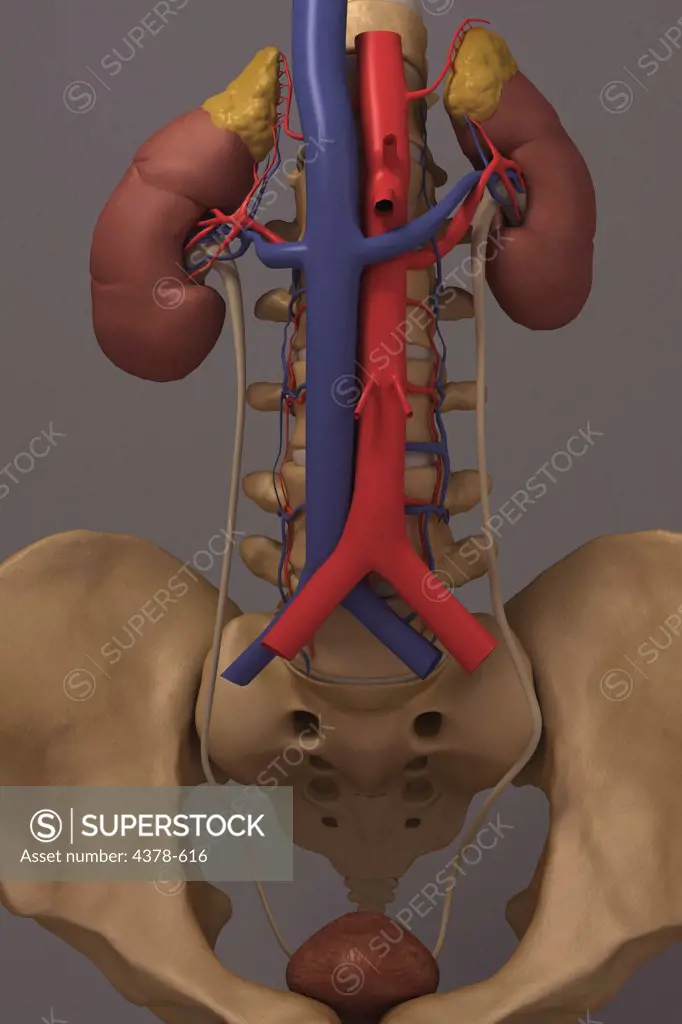 Front view of the renal system and it's blood supply. The vertebral column and pelvis is also included.