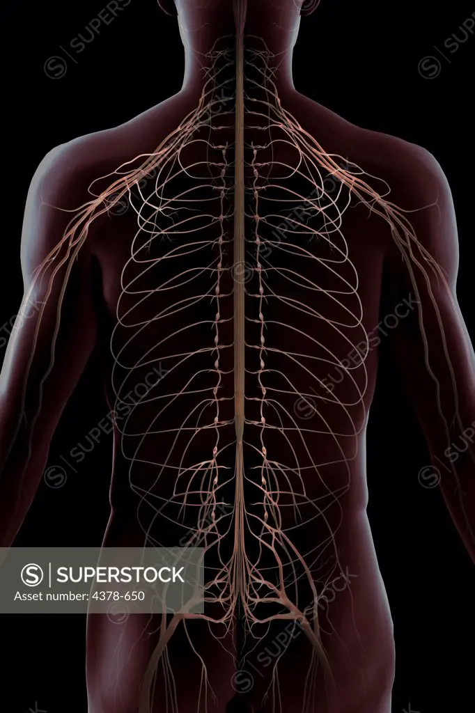 Rear view of the nerves of the spinal cord.