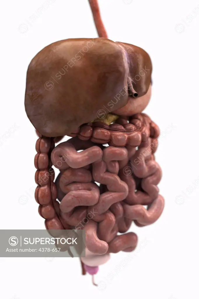 Front view of the organs of the digestive system.