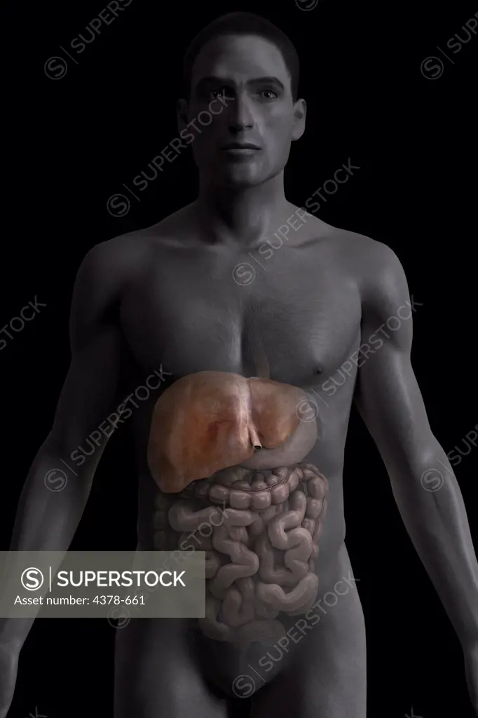 Front view of the liver within a male figure.