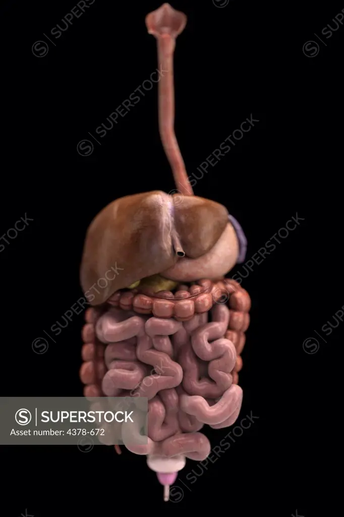 Front view of the organs of the digestive system.