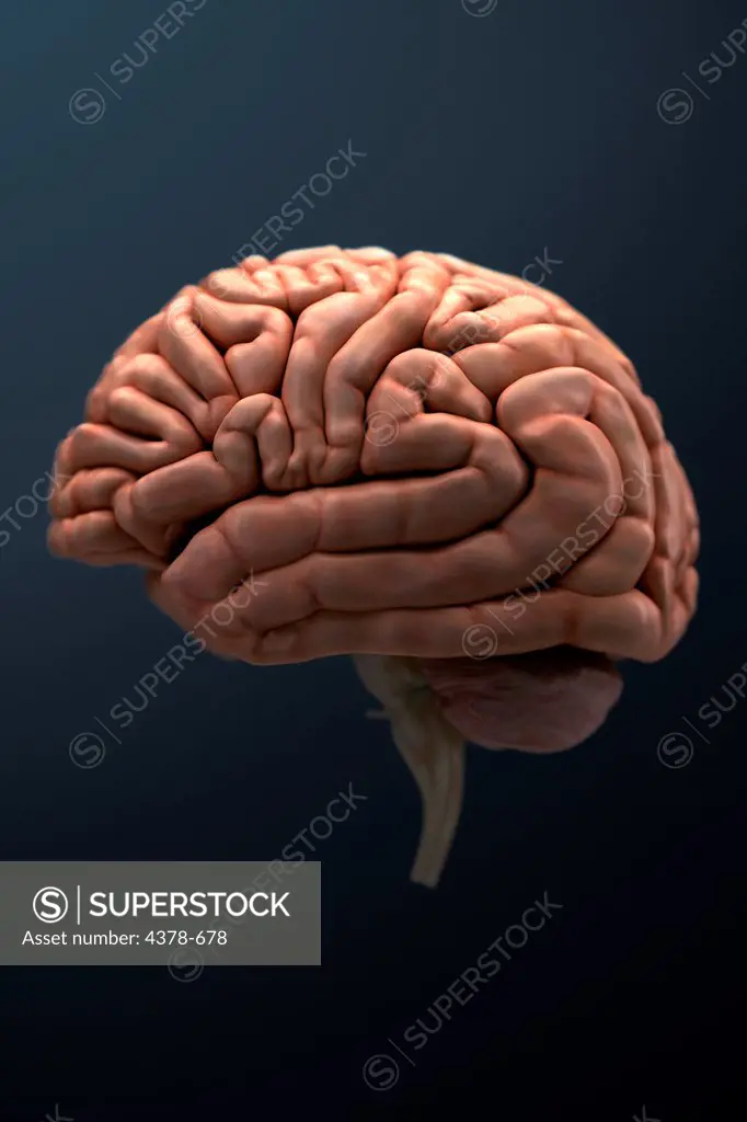 Side view of the human brain (left side).