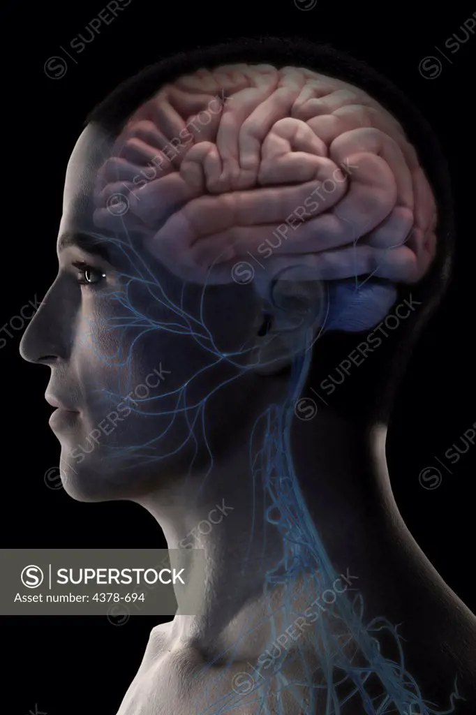 Stylized side view of the brain within a male head.