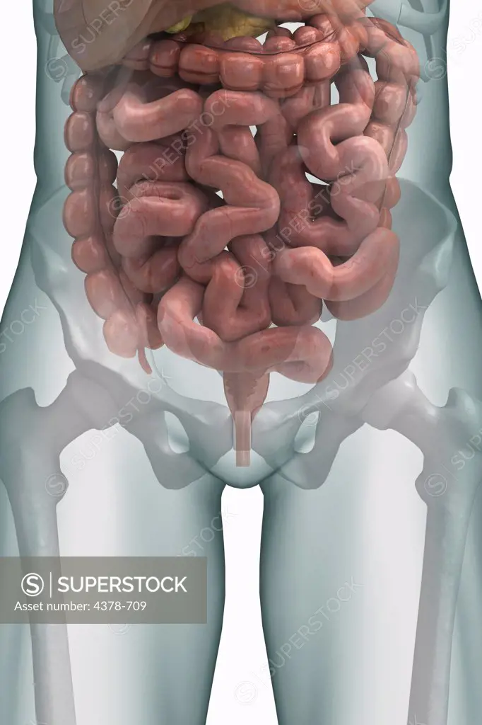 The lower digestive system and small intestine viewed within a male figure. The bones of the pelvis are also present.