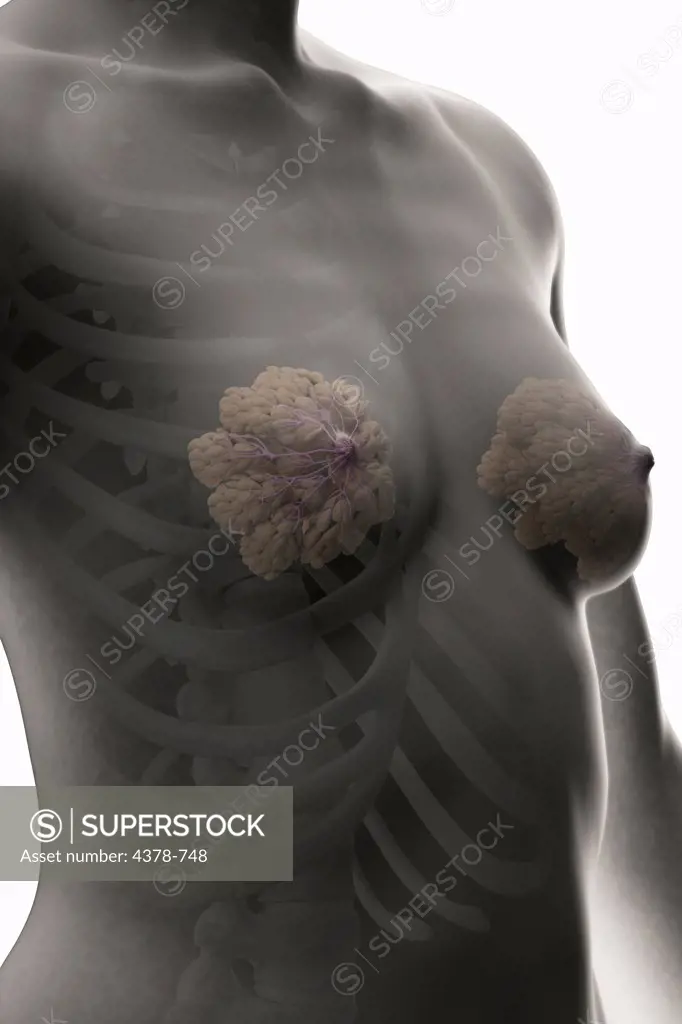 Breast tissue or mammary glands viewed from a three-quarter view. The bones are also present.