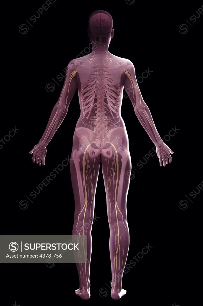 The nervous and skeletal systems (female) of the full body viewed from the rear.