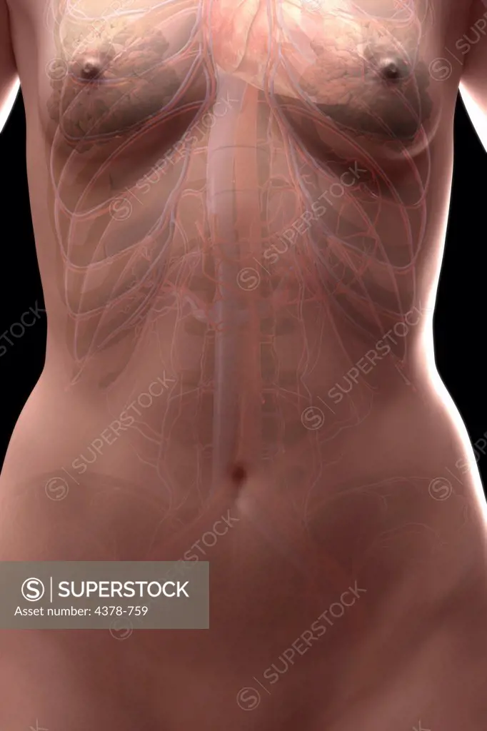 The cardiovascular system (female) of the upper thorax viewed from the front.