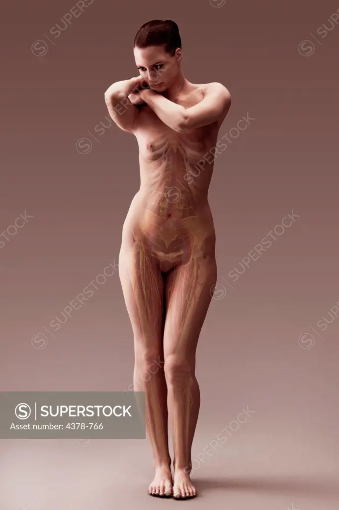 Standing posed female with the bones of the skeleton, blood vessels and nerves visible.