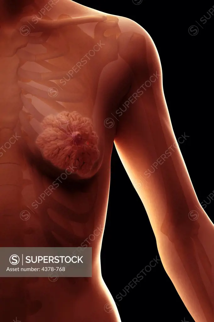 Breast tissue or mammary glands viewed from the front. The bones are also present.
