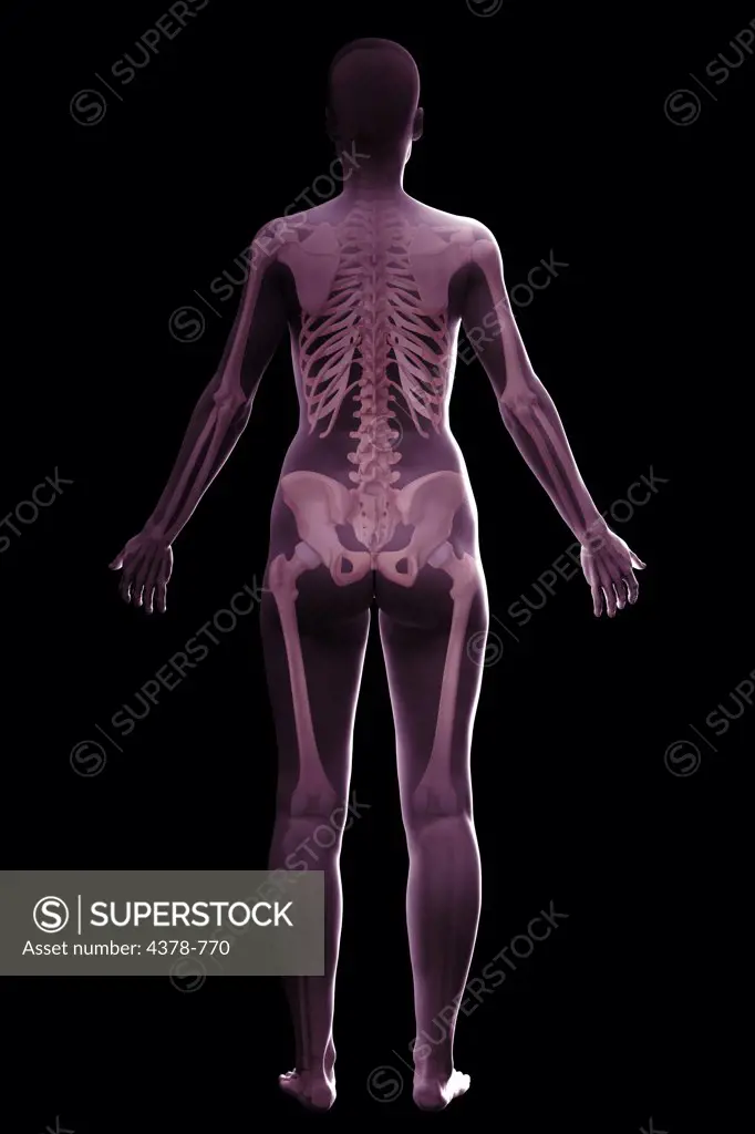 The skeletal system (female) of the full body viewed from the rear.