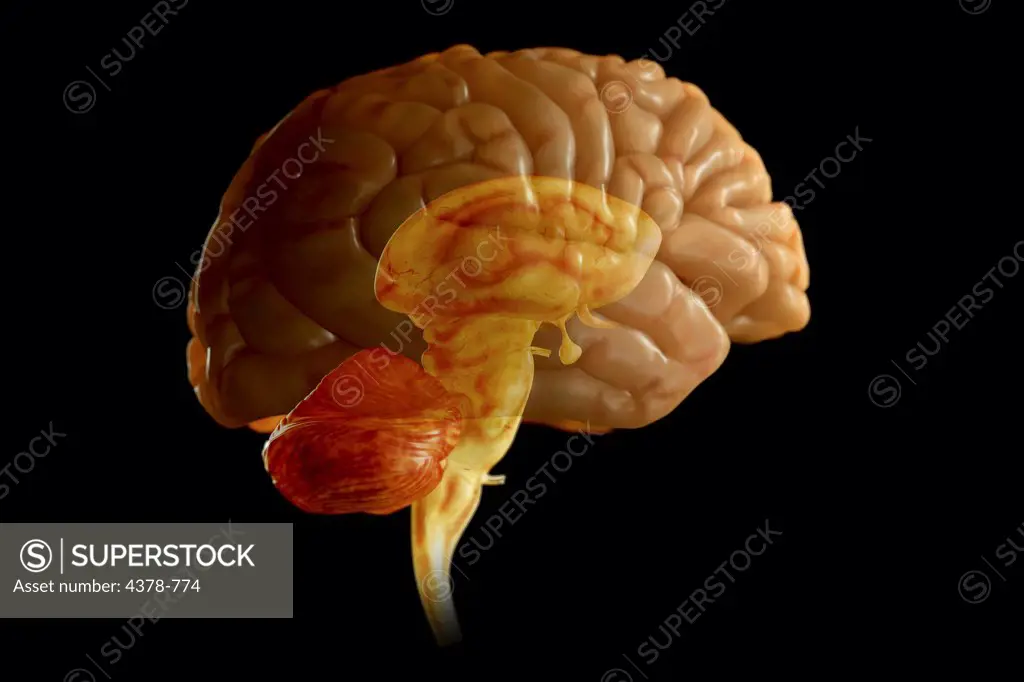 Human brain isolated which is transparent showing the midbrain and brain stem within.